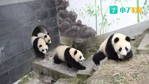 旅行熊猫