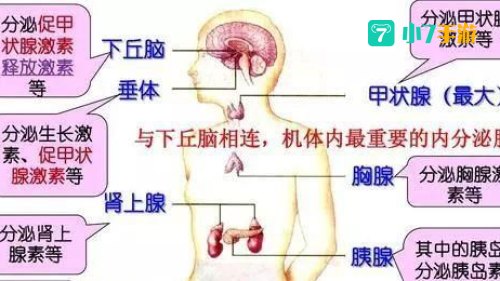 消耗人体能量最多的器官是