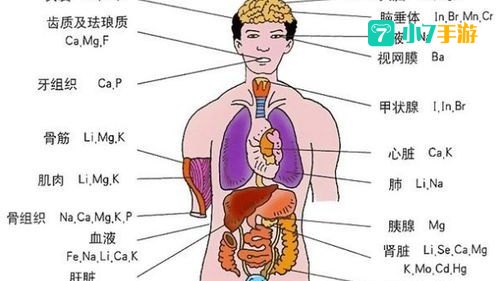消耗人体能量最多的器官是